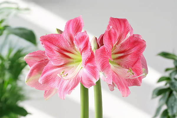 Amaryllis in full bloom