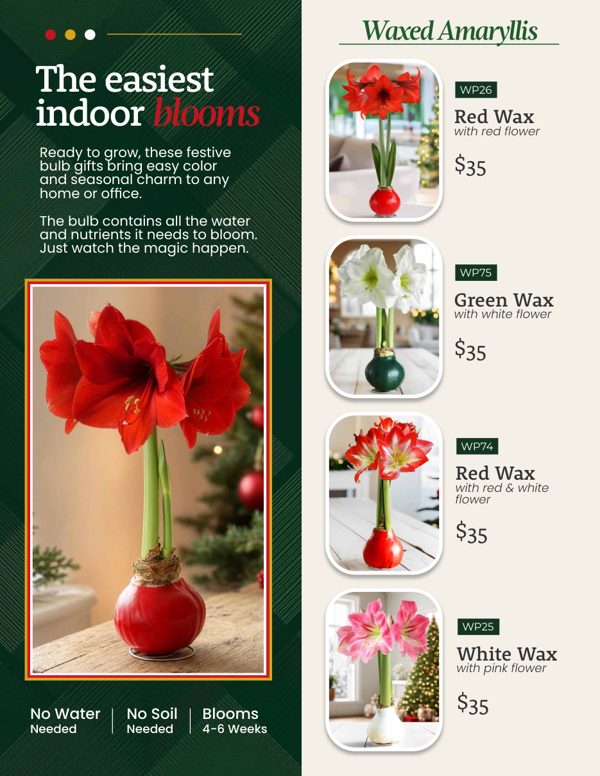 Waxed Amaryllis 2026 brochure cover