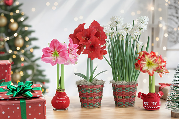 Eco-friendly indoor bulb gifts for fundraising and mail order