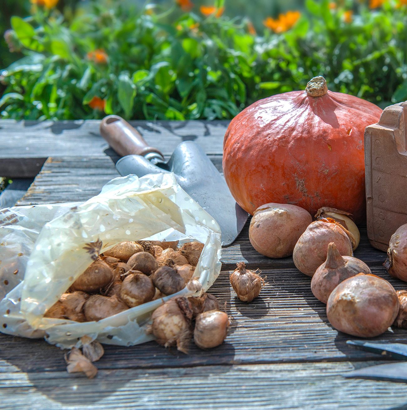 A bag of fall flower bulbs on a garden table