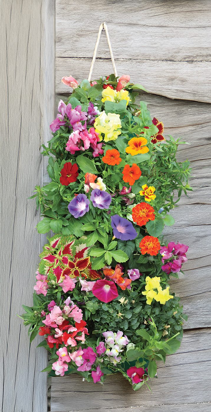 Hummingbird hanging garden in bloom