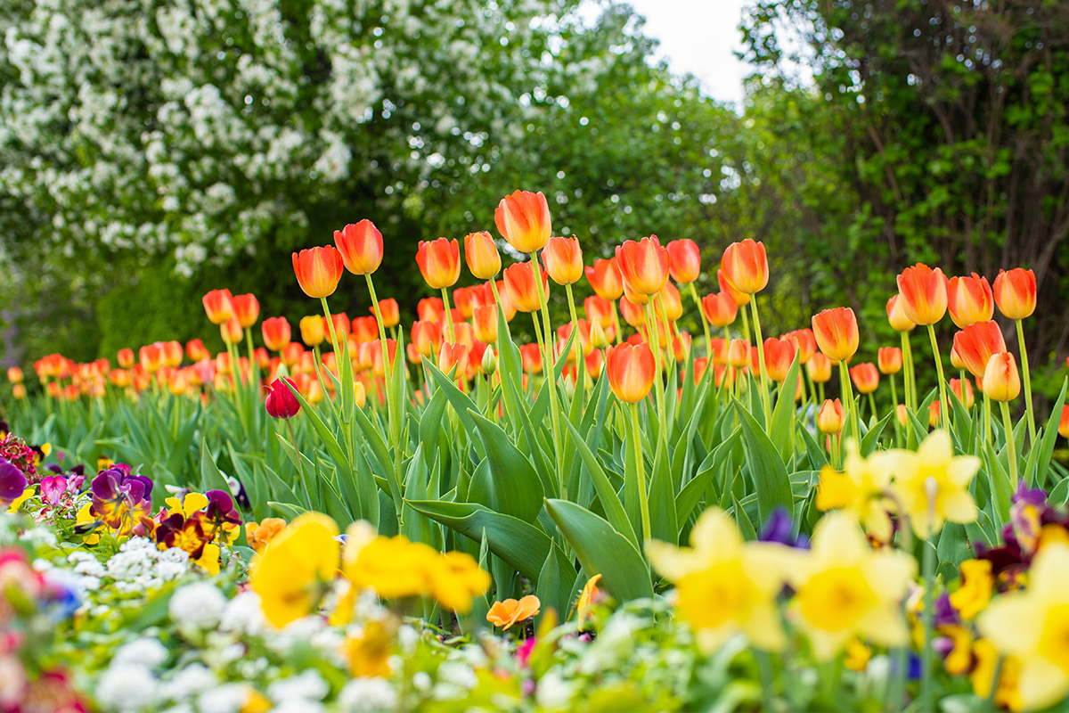 Wholesale pre-planted bulb gifts ready to bloom
