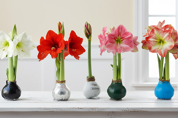 Amaryllis displayed indoors