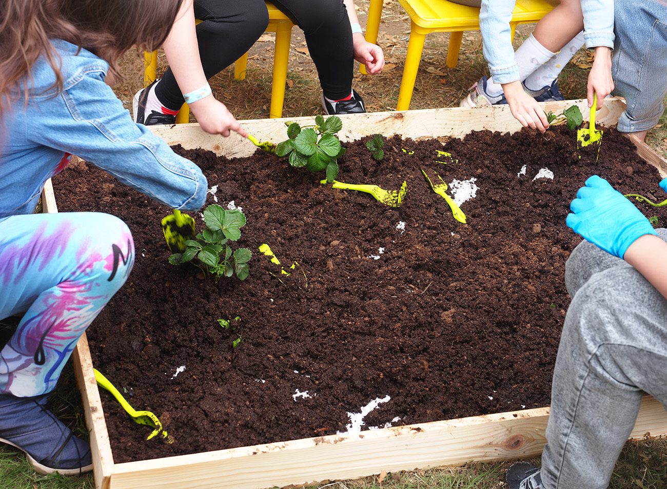 Kids planting strawberries in a raised bed