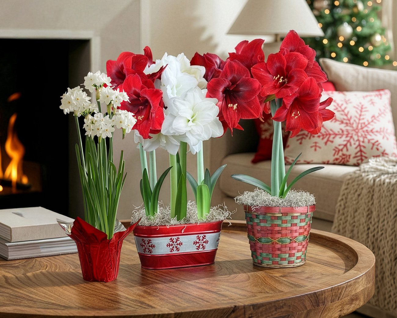 Pre-planted amaryllis and paperwhites in decorative pots