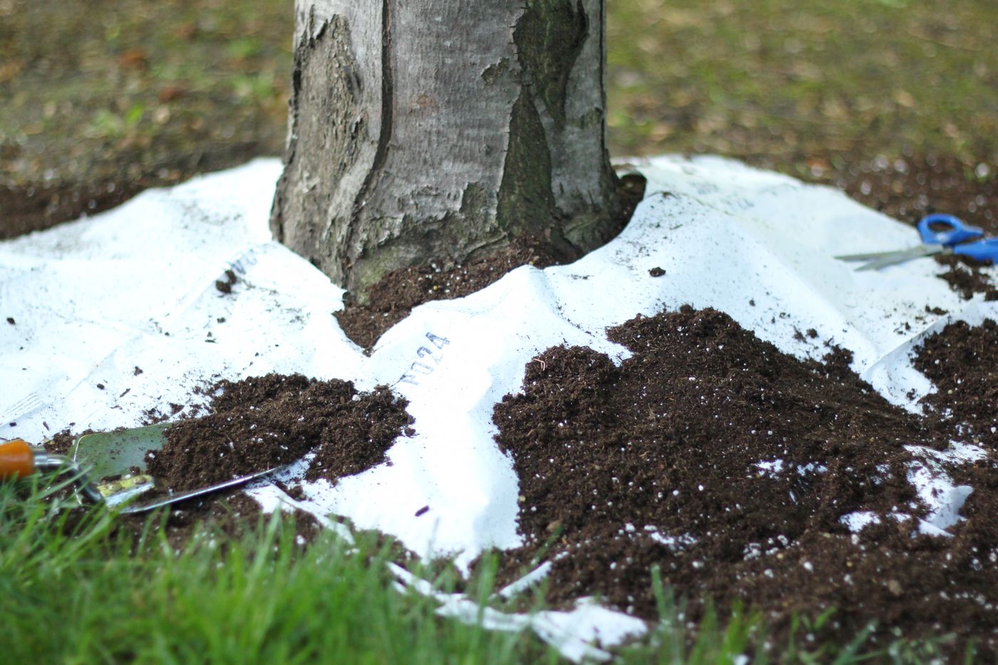 Tree-ring seed mat laid around a tree