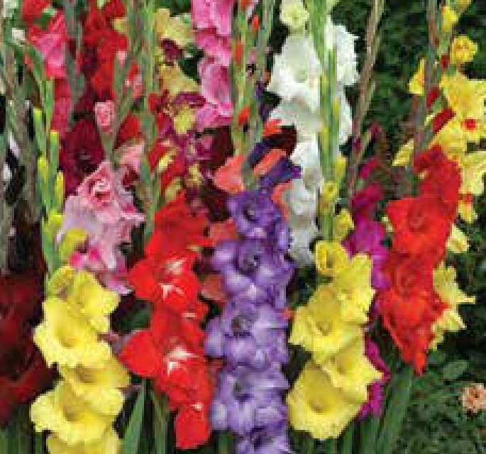 Mixed gladiolus