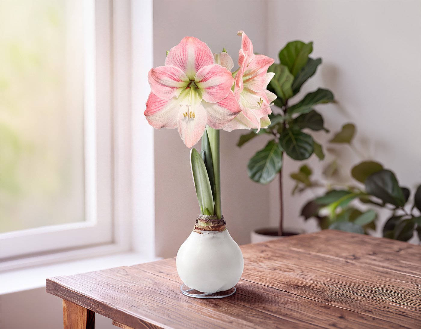 White waxed amaryllis with pink flowers on a wooden table