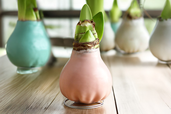 Waxed amaryllis bulb closeup